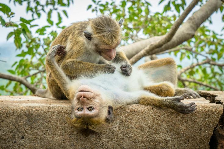 Monkey Island