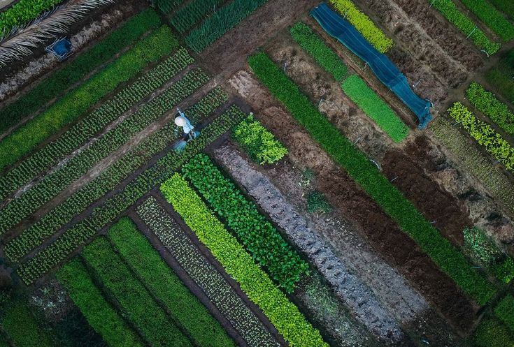 Tra Que Vegetable Village