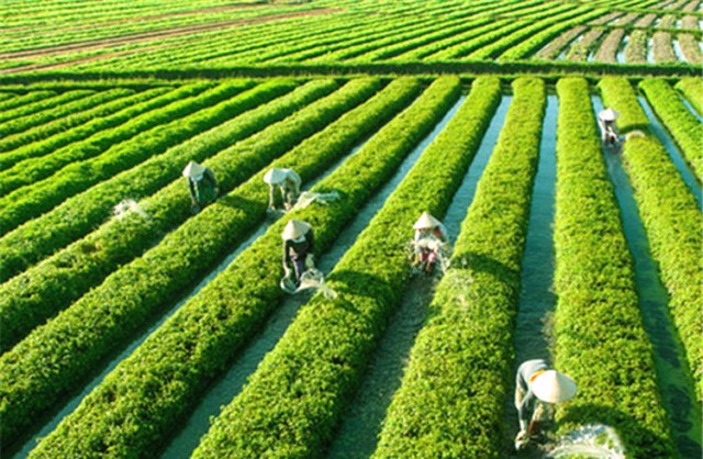 Tra Que Vegetable Village