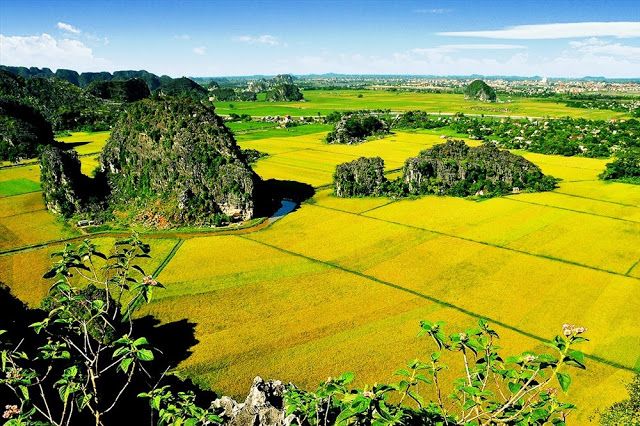 tam coc rice fiels