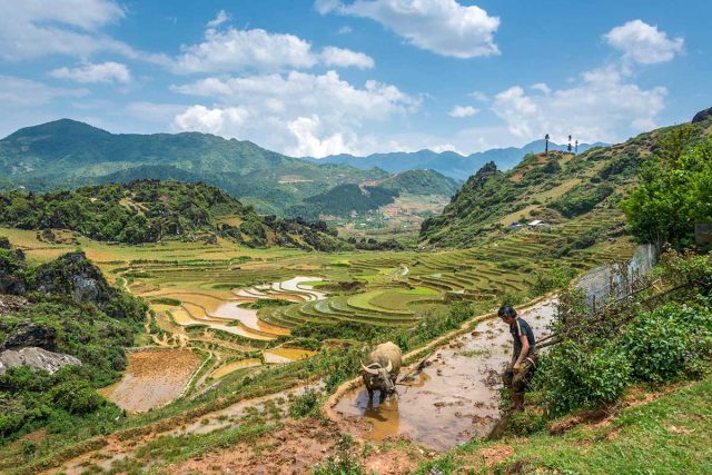 Sapa